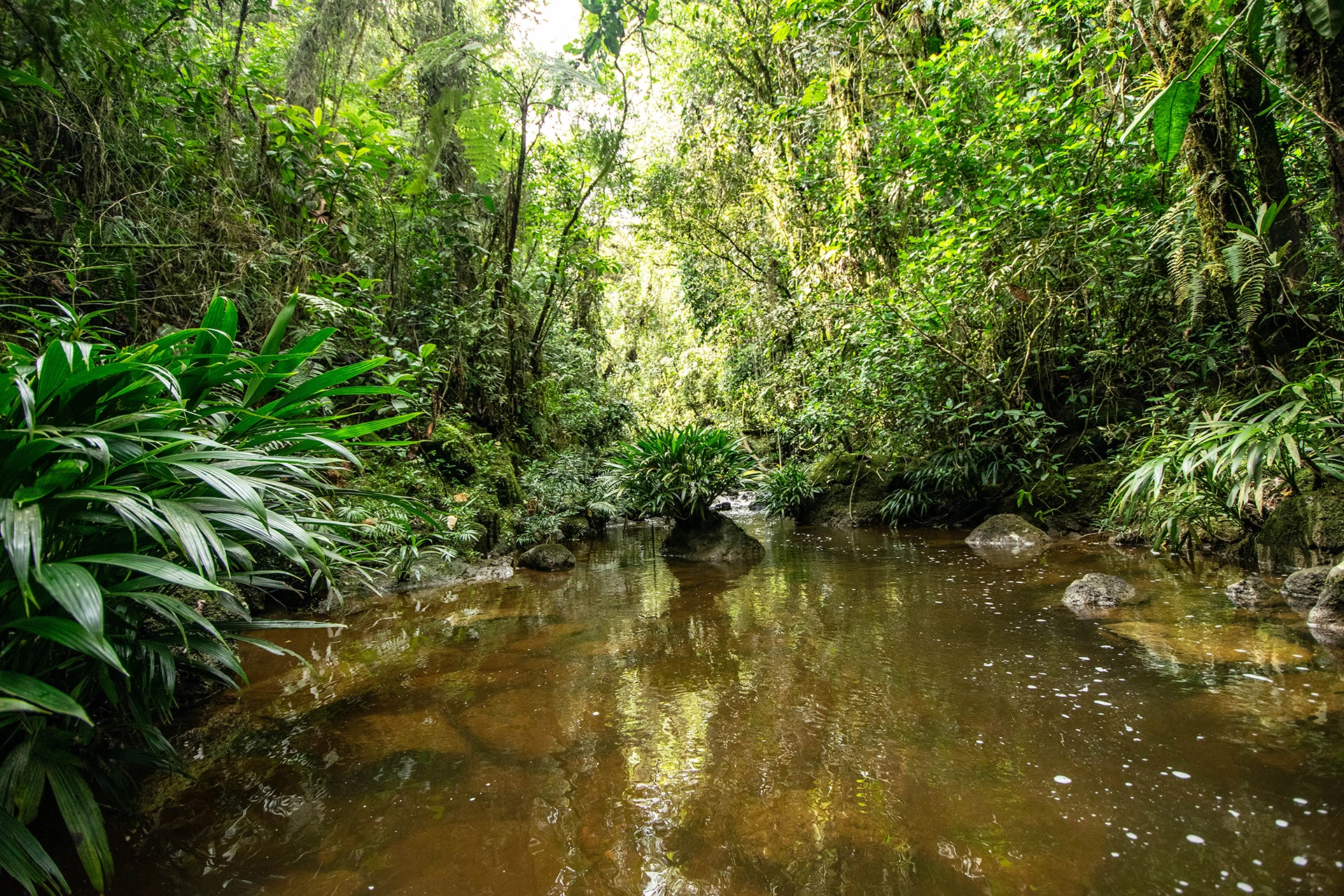 bosque nativo tropical