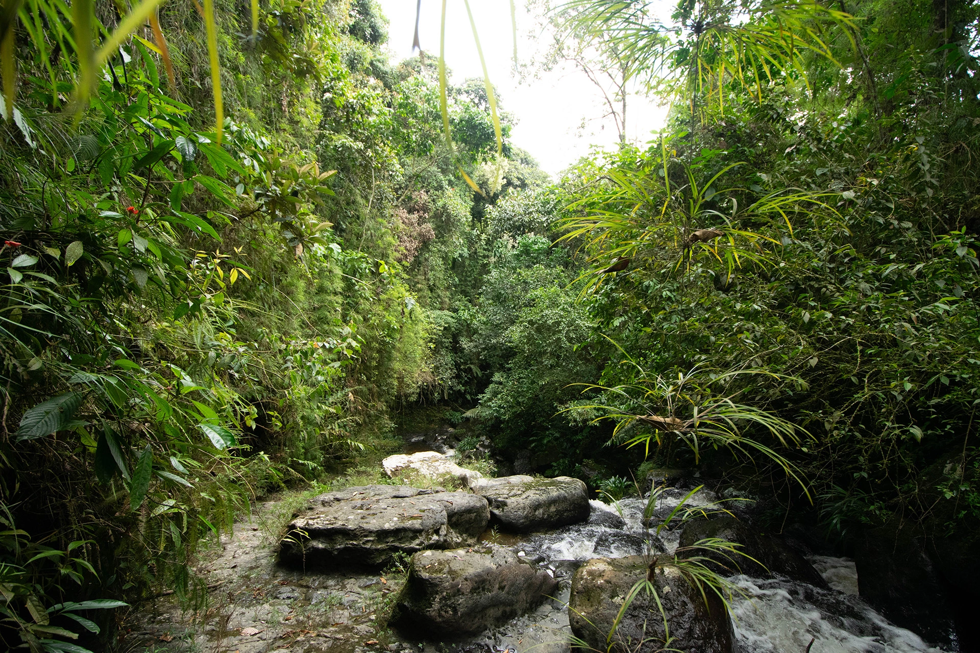 rocas en medio del bosque