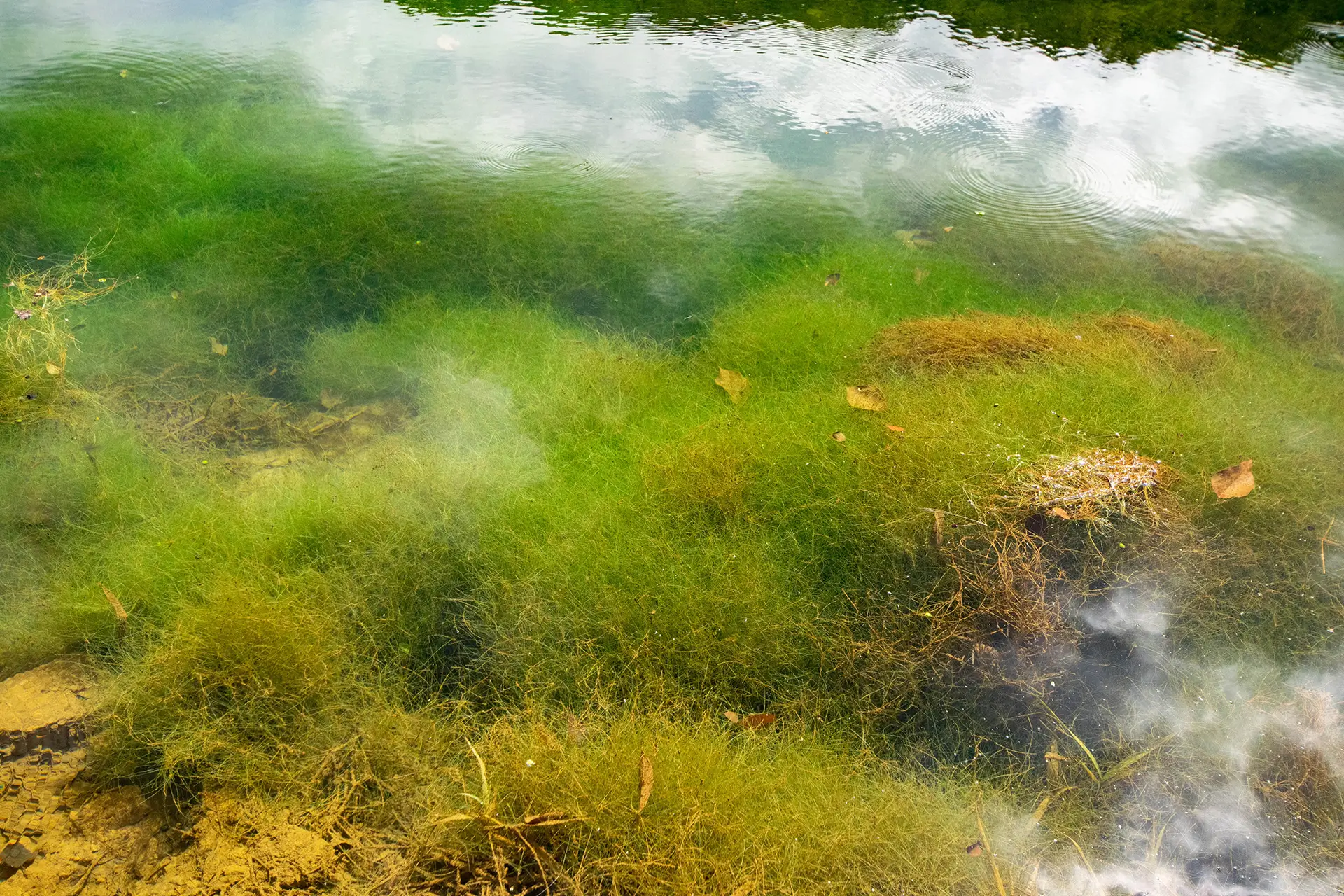 alga verde filamentosa