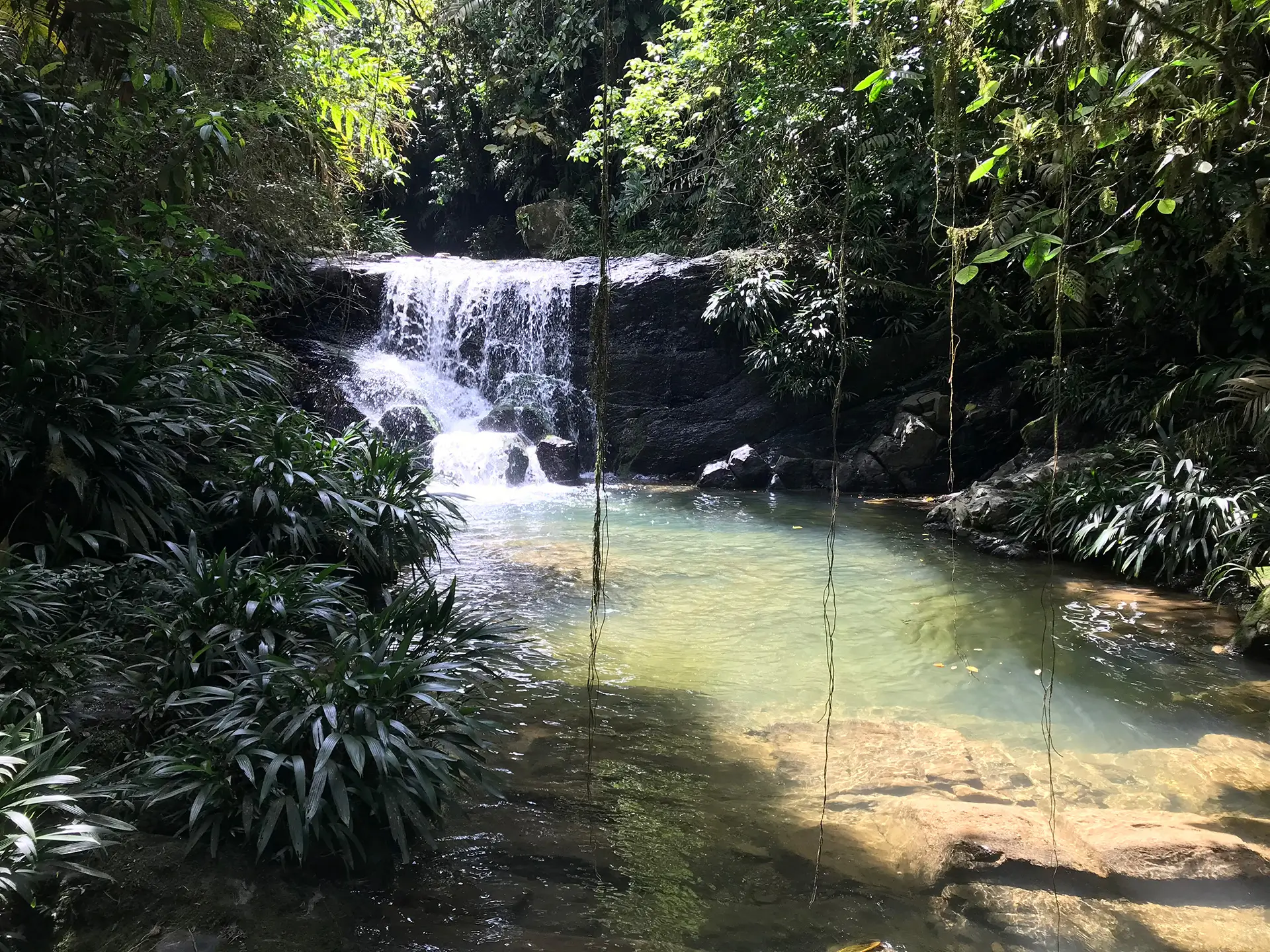 paraiso en el centro del bosque