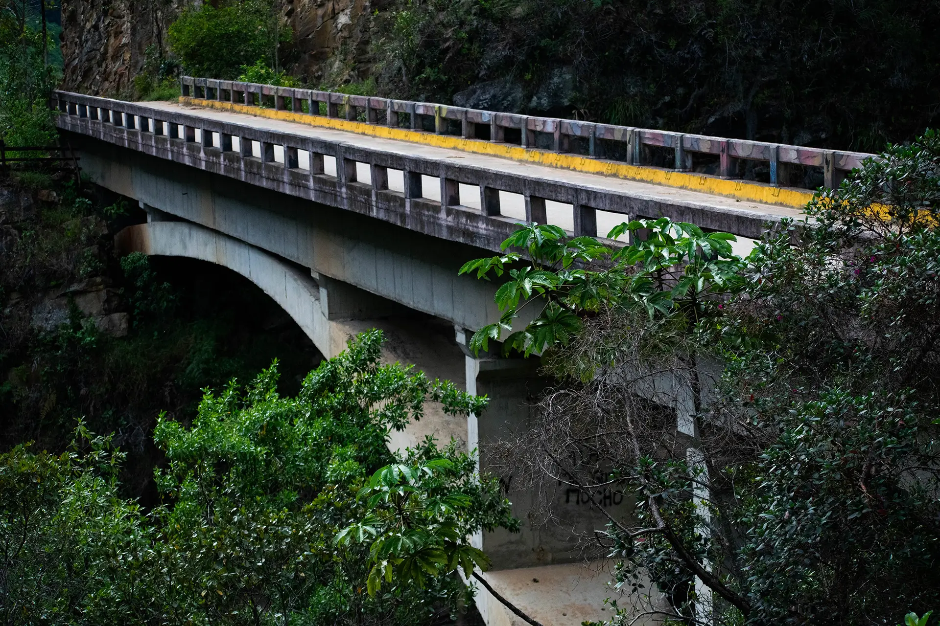puente de concreto entre bosque