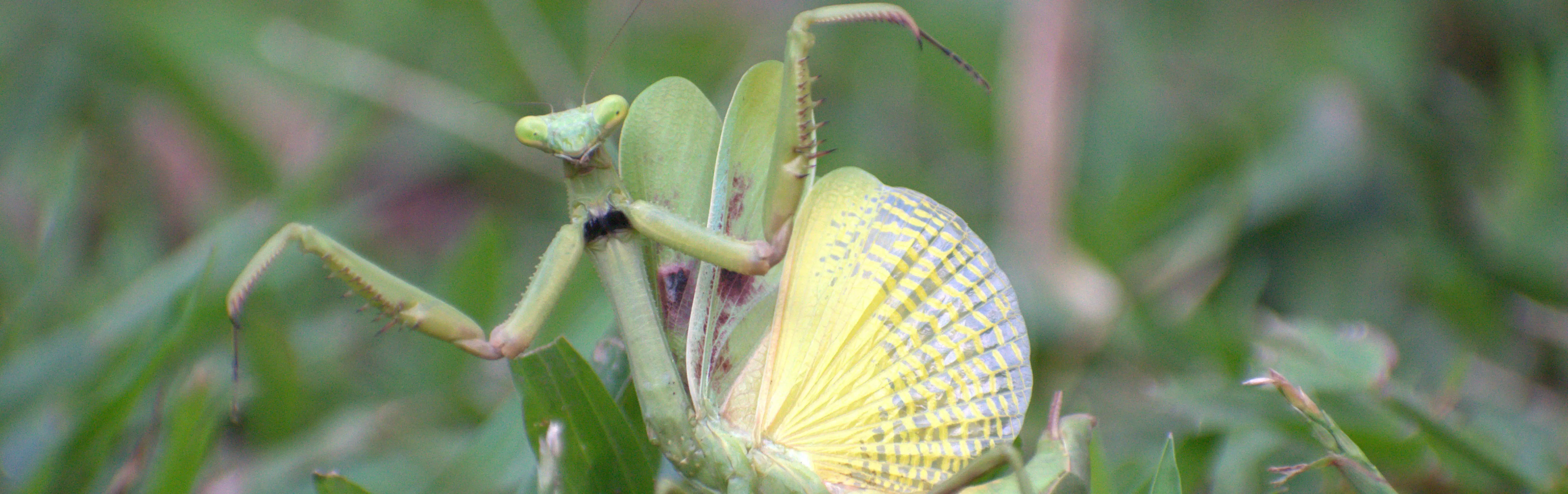 Mantis religiosa