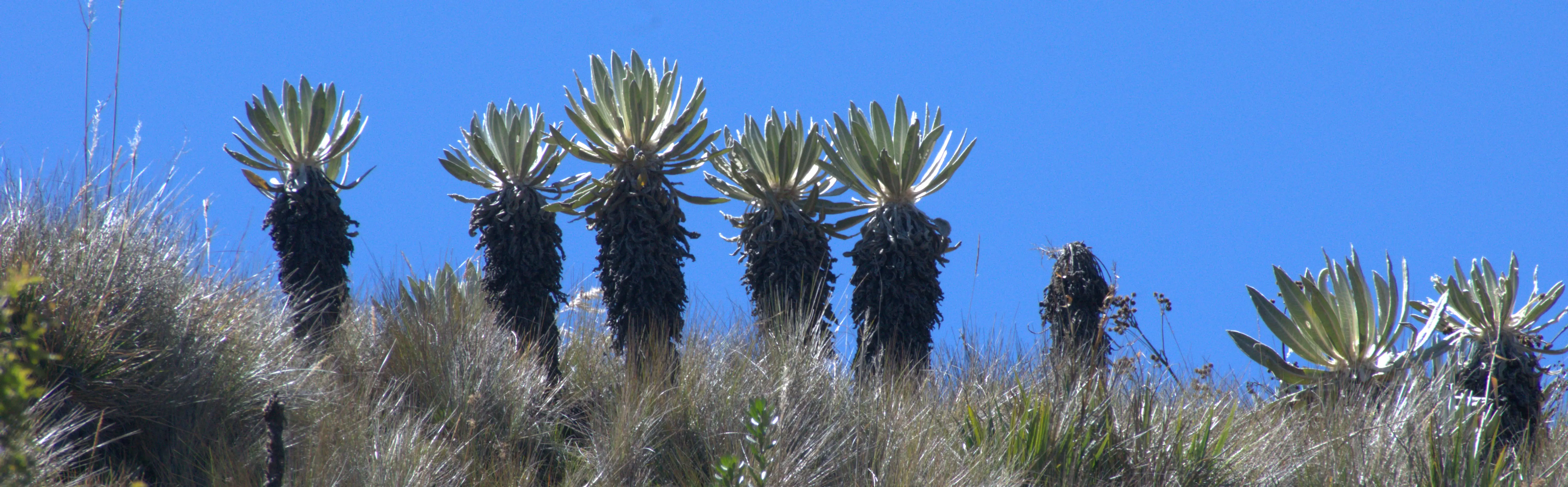 Frailejones de paramo