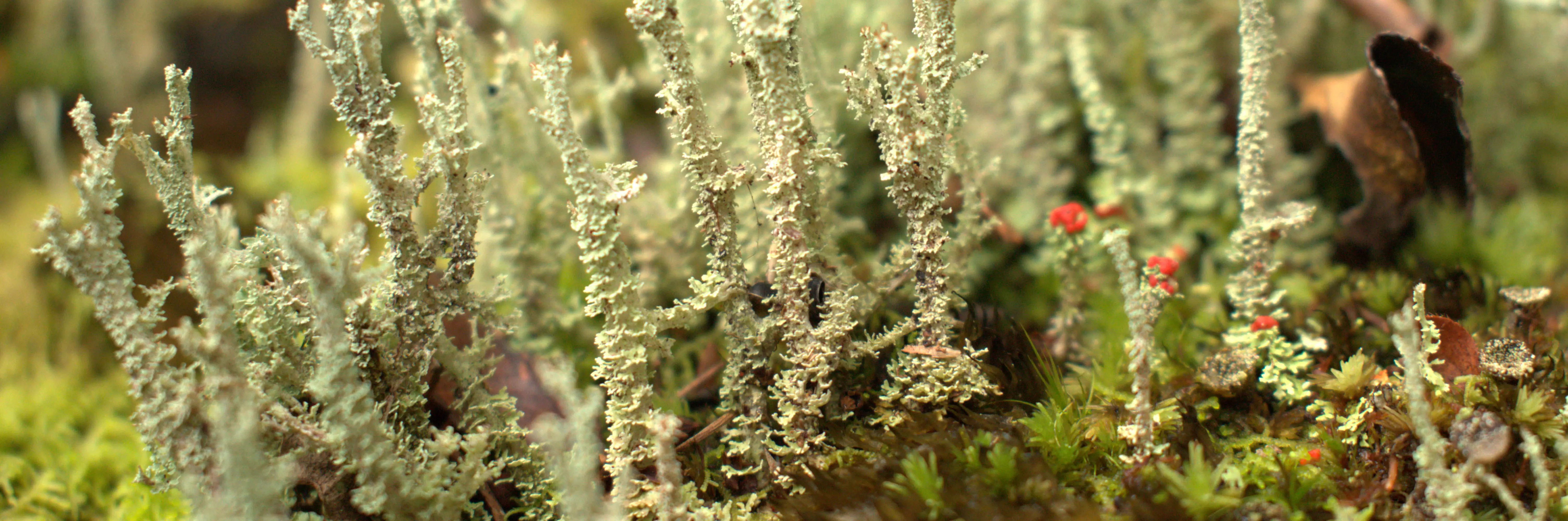 Cladonia